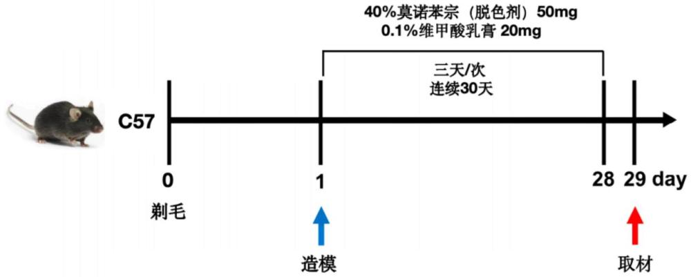 一种治疗白癜风的中药组合物及其应用