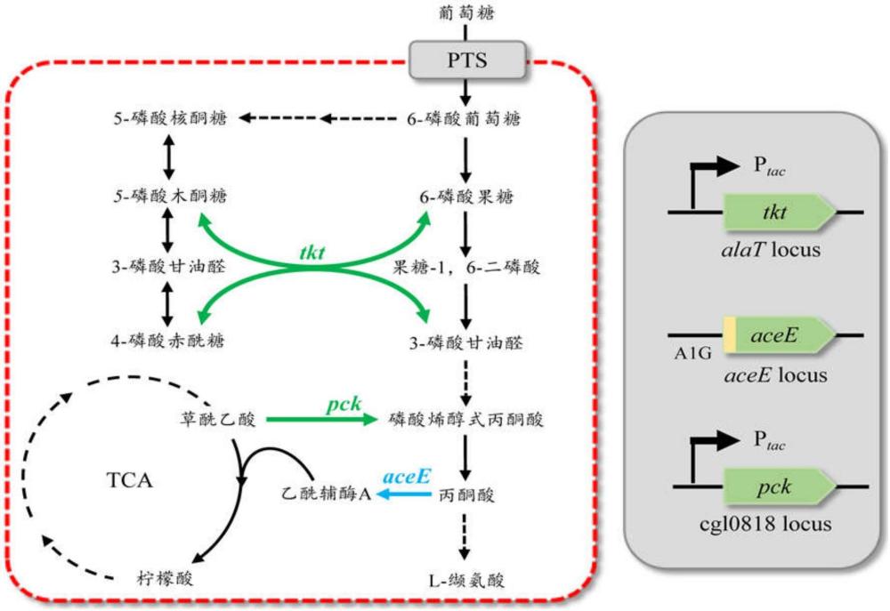 一種高產(chǎn)L-纈氨酸的谷氨酸棒桿菌重組菌及其構(gòu)建方法