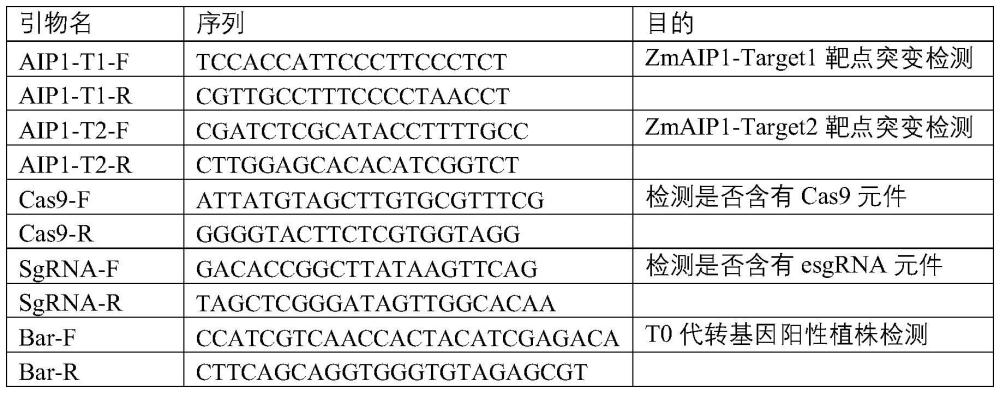 玉米莖粗相關(guān)ZmAIP1基因及其SNP分子標(biāo)記在協(xié)同提高抗倒伏性和產(chǎn)量中的應(yīng)用