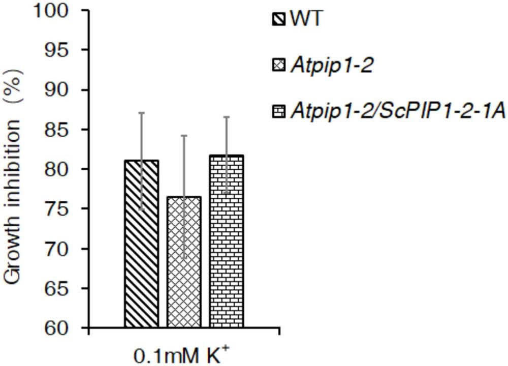 一種調(diào)控植物低鉀耐受性的ScPIP1-2-1A基因及其應(yīng)用