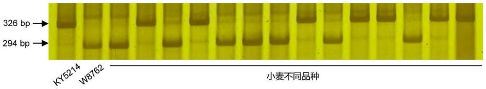 用于小麥穗長(zhǎng)和小穗密度性狀鑒定的分子標(biāo)記及其應(yīng)用