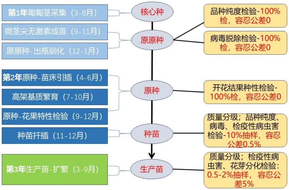 一種上海地區(qū)草莓脫毒種源繁育與質(zhì)量控制溯源方法