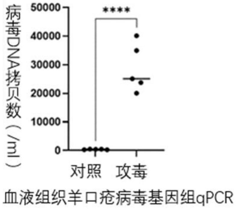 一種羊口瘡病毒小鼠感染模型的構(gòu)建方法及其應用與流程