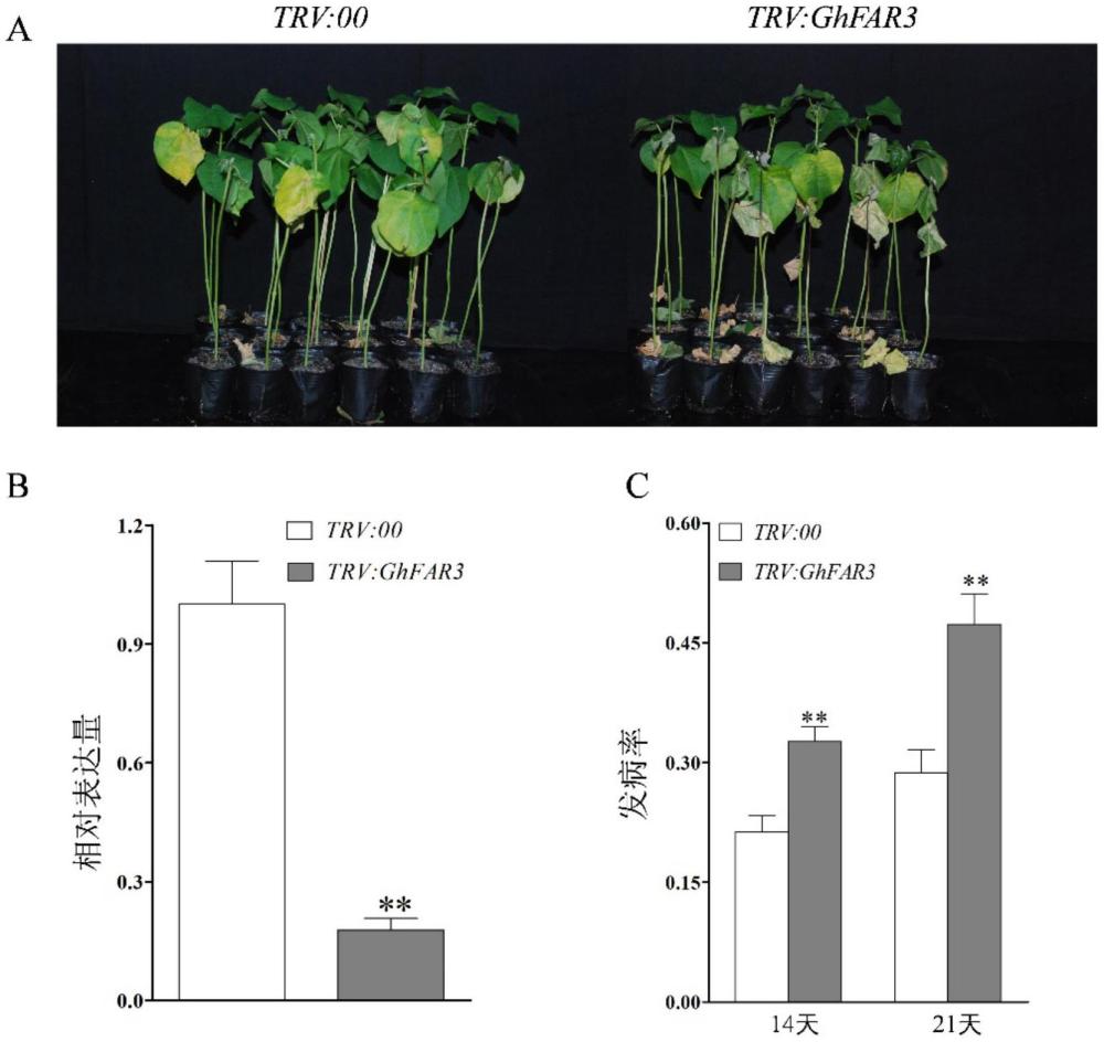 GhFAR3基因及其在調(diào)控棉花抗黃萎病中的應(yīng)用