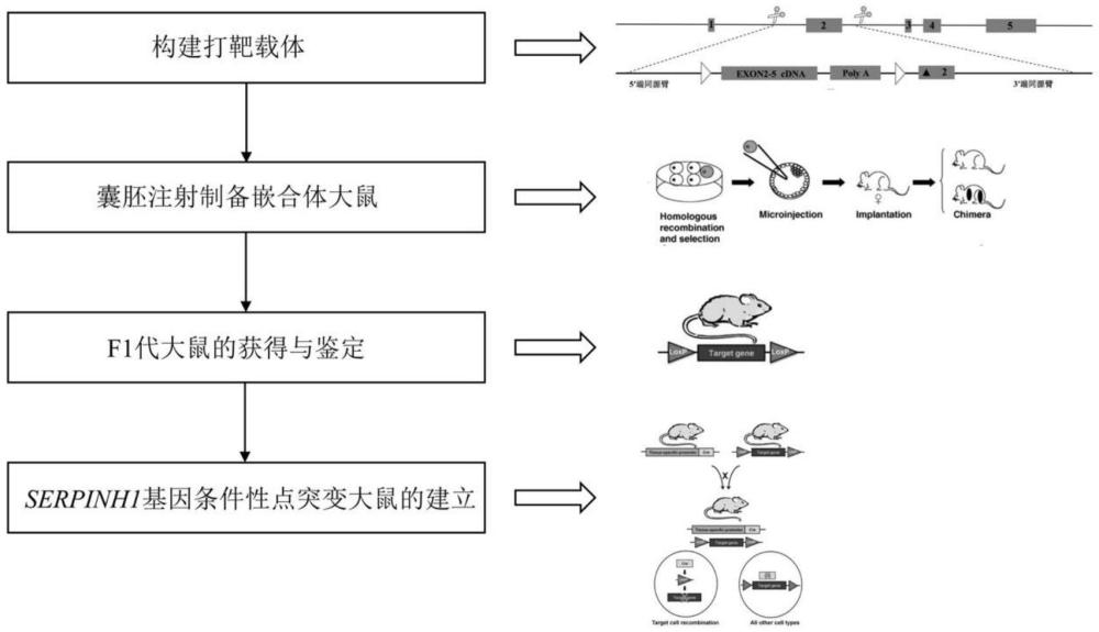 SERPINH1基因條件性點突變動物模型的構建方法