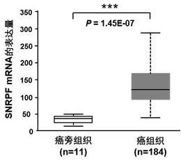 生物標志物SNRPF在食管癌診斷和治療中的應用