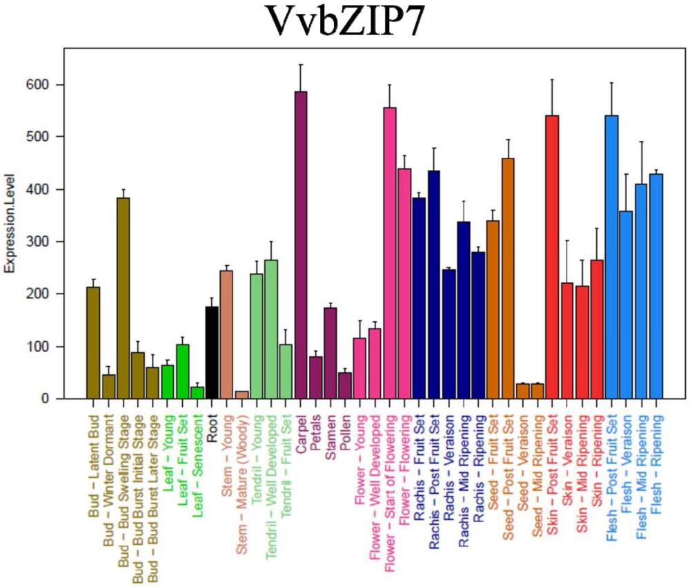 葡萄黃酮醇合成調控基因VvbZIP7及其應用