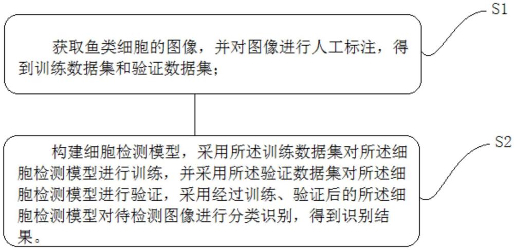 一種基于深度學習的魚類細胞檢測的方法及系統(tǒng)