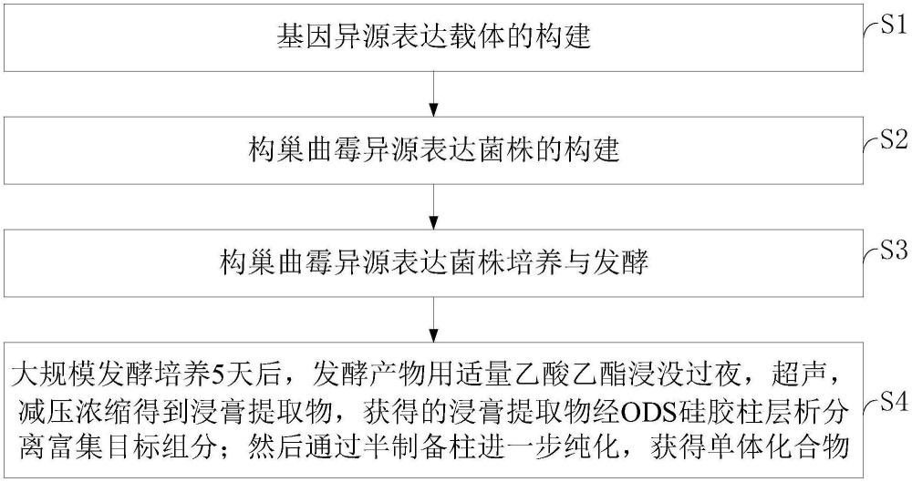 ascandinines类吲哚二萜化合物、生物合成基因簇、合成方法及应用与流程