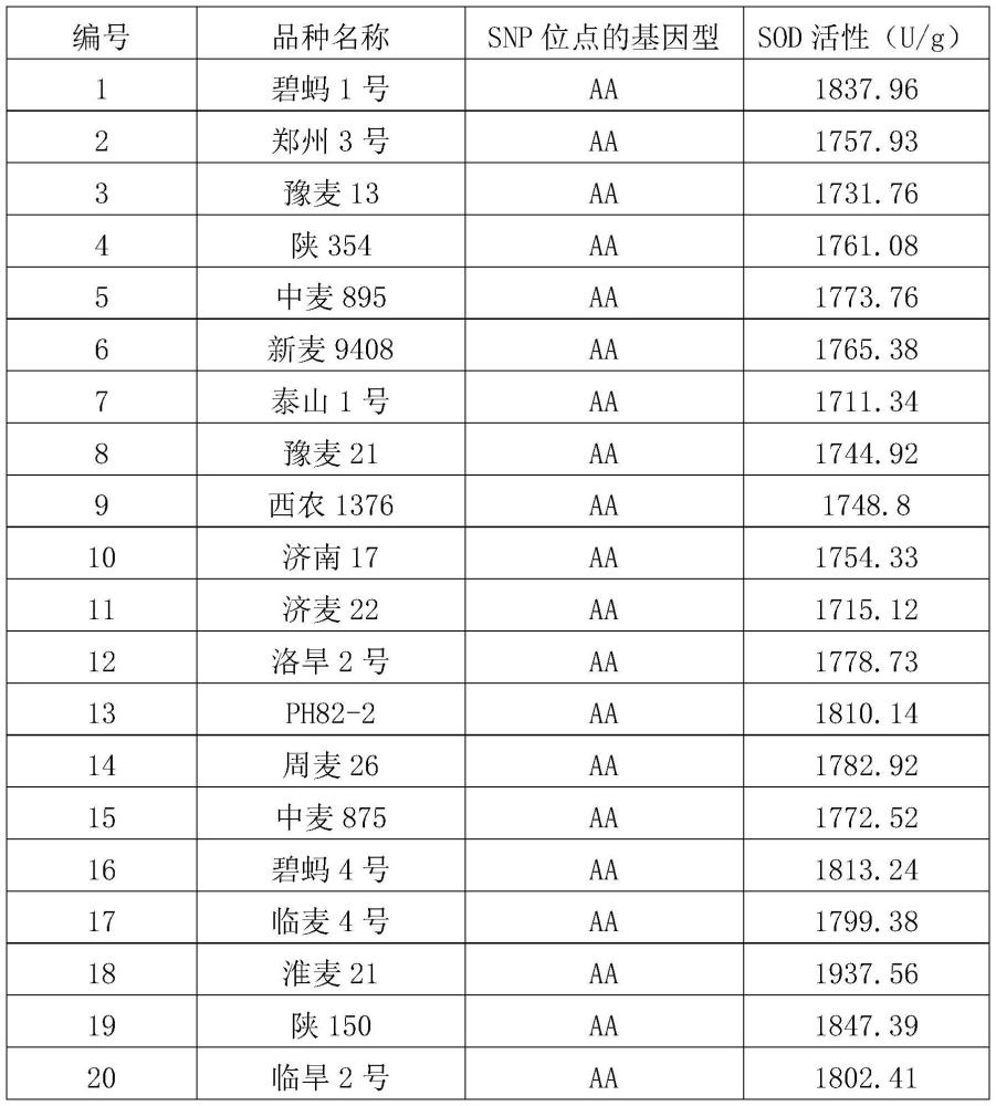 一種與小麥籽粒超氧化物歧化酶活性相關(guān)的KASP標(biāo)記及應(yīng)用