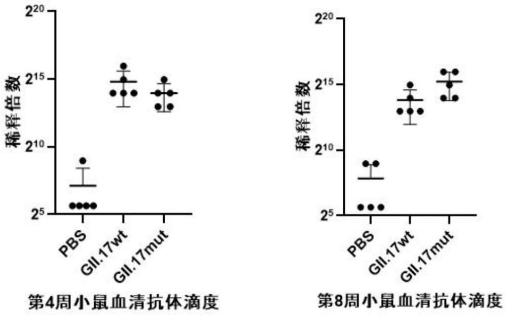 一種諾如病毒GII.17型病毒樣顆粒及其制備方法與應(yīng)用