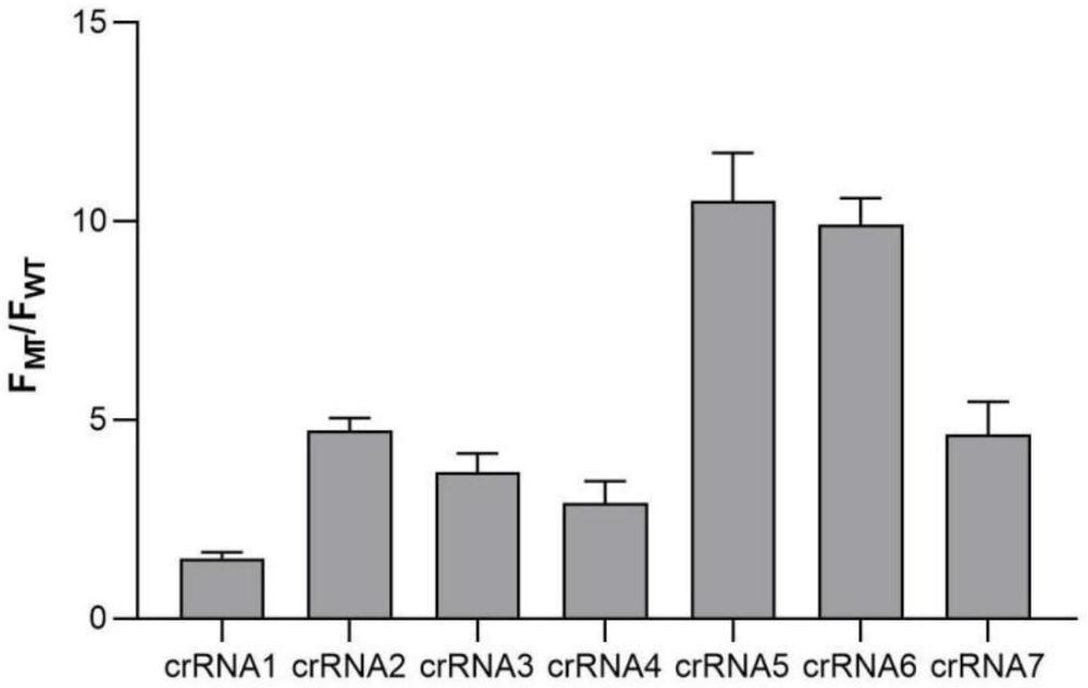 檢測DNMT3A基因R882H突變的crRNA、試劑盒及方法與流程