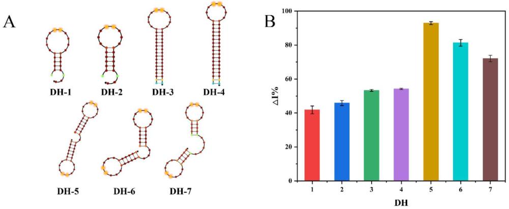 一種發(fā)夾DNA、基于CRISPR/Cas13a系統(tǒng)的化學(xué)生物傳感器檢測(cè)試劑盒及應(yīng)用