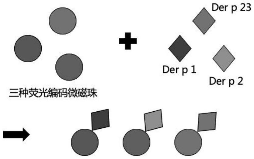 將屋塵螨過敏原特異性sIgE修飾在熒光編碼微磁珠上的方法與流程