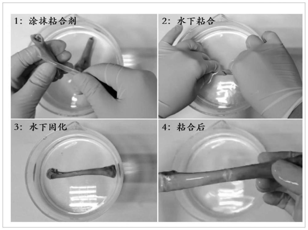 一種粘合劑及其制備方法和應(yīng)用