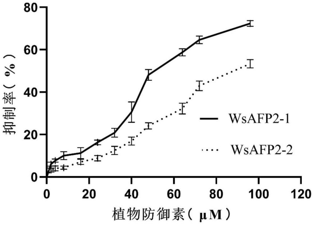 一種植物防御素及其編碼基因和用途