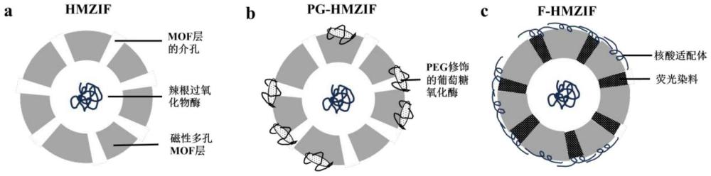 污水中病原細(xì)菌檢測用磁性納米酶顆粒及其制備方法和應(yīng)用