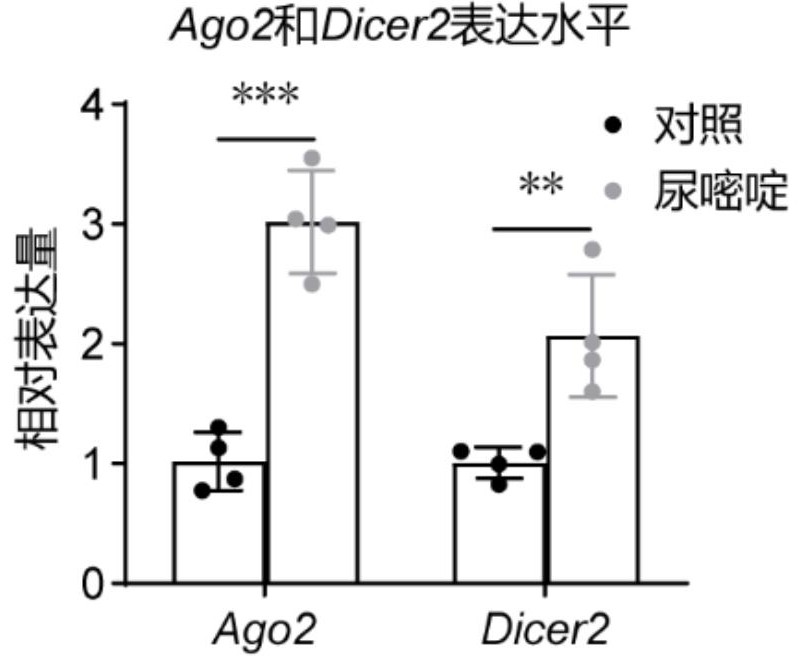 尿嘧啶在制備抗白斑綜合征藥物中的應(yīng)用