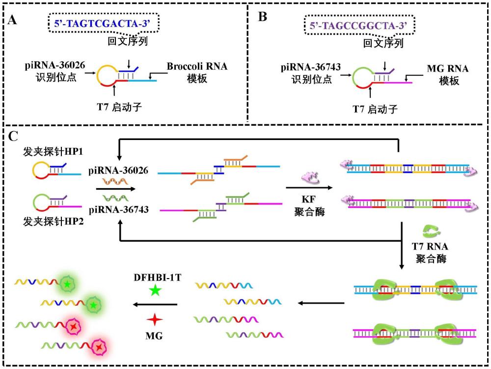 雙向聚合-轉錄擴增編碼的雙色熒光生物傳感器用于無標記和無引物檢測多種piRNA
