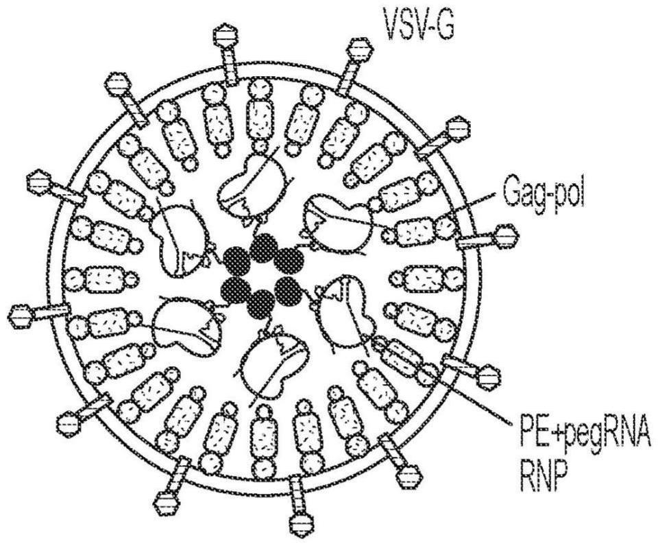 用于遞送引導編輯器的自組裝病毒樣顆粒及其制備和使用方法與流程