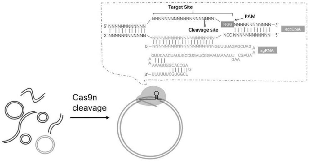 一種基于CRISPR技術(shù)的eccDNA快速檢測(cè)方法