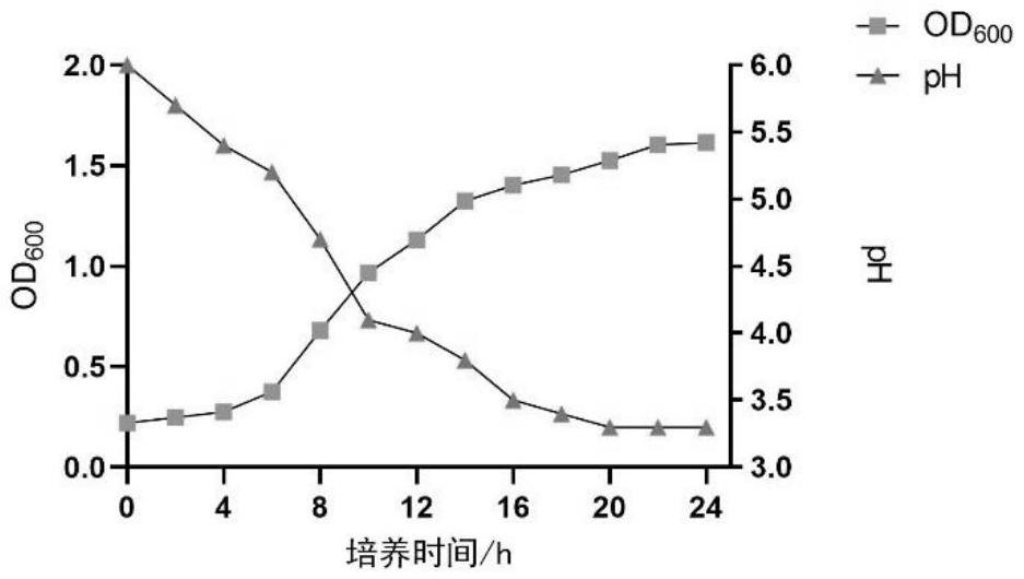 一株植物乳桿菌及其在制備防治炎癥性腸病及抗氧化、抗炎和抑菌功能制劑中的應(yīng)用的制作方法