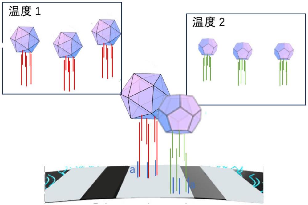 DNA存儲條帶的信息存儲方法及其應(yīng)用