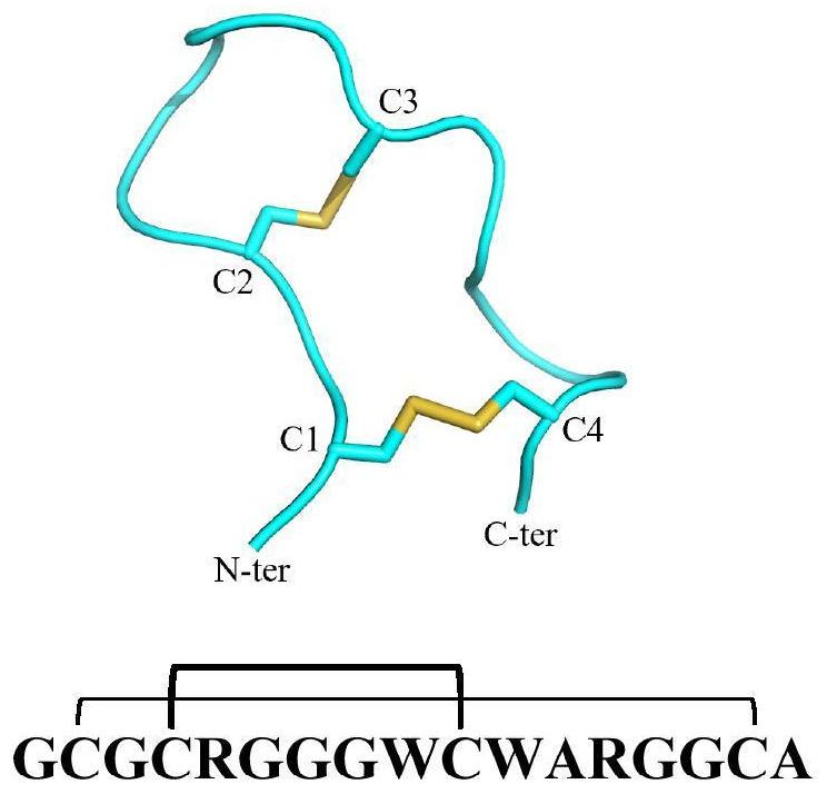 α7nAChR抑制劑用環(huán)肽的篩選方法、環(huán)肽及其衍生物和應(yīng)用與流程