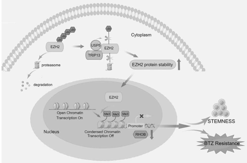 TRIP13-EZH2信號通路的抑制劑在制備治療多發(fā)性骨髓瘤藥物中的應用