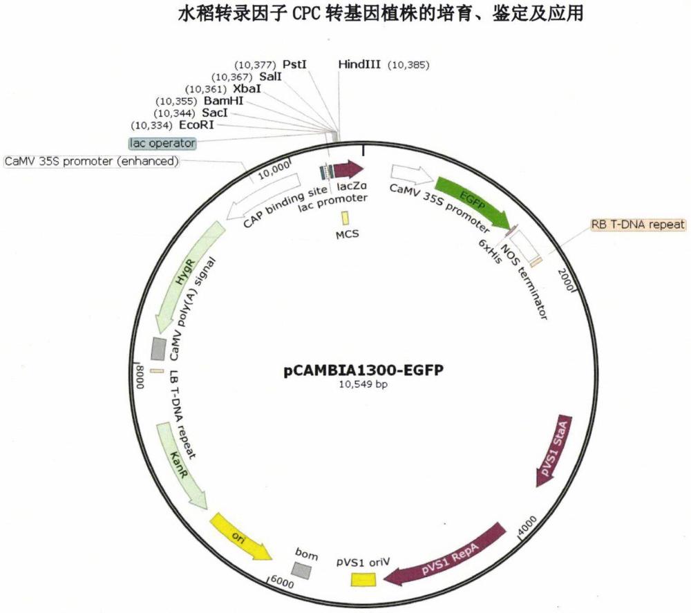 水稻轉(zhuǎn)錄因子CPC轉(zhuǎn)基因植株的培育、鑒定及應用