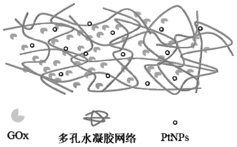 一種抗溶脹含酶水凝膠及其制備方法與應(yīng)用