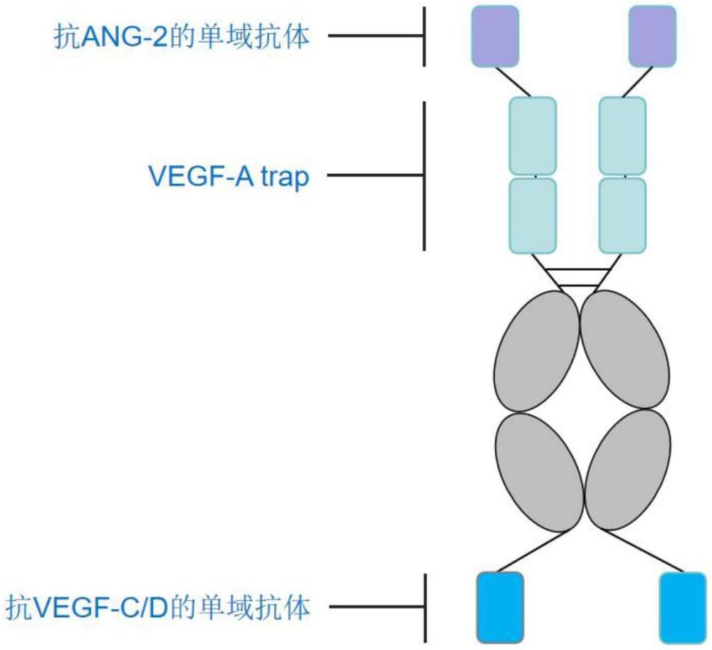 雙特異性抗體及其應(yīng)用的制作方法