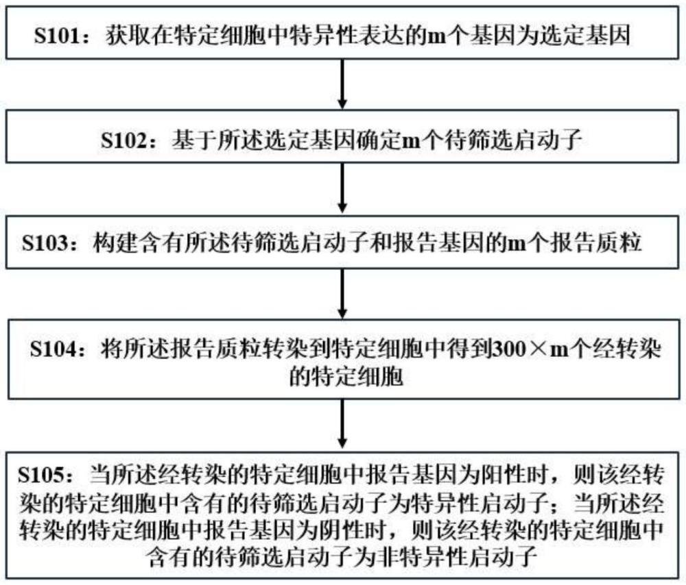 一種特定細胞特異性啟動子的篩選方法、系統(tǒng)、設(shè)備及計算機可讀存儲介質(zhì)與流程