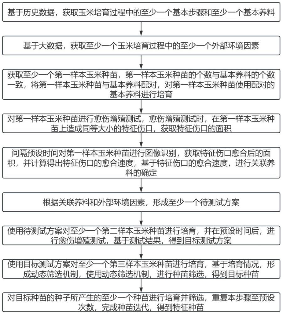 一種玉米愈傷增殖快繁植株種苗培育方法與流程