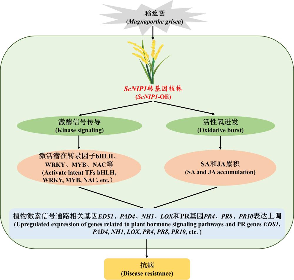 甘蔗類NOD26膜內(nèi)在蛋白基因ScNIP1在調(diào)控植物抗病性中的應(yīng)用