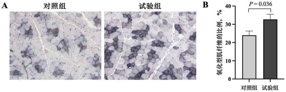 鵝去氧膽酸在制備改善豬肉品質(zhì)的產(chǎn)品中的應(yīng)用