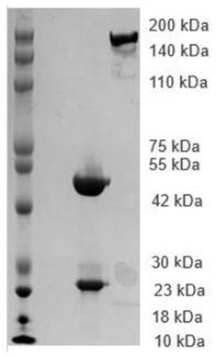 一種抗人CD16工程抗體及應(yīng)用的制作方法