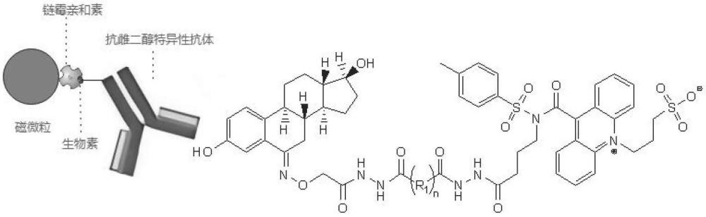 雌二醇偶聯(lián)結(jié)構(gòu)、合成方法及其應(yīng)用與流程