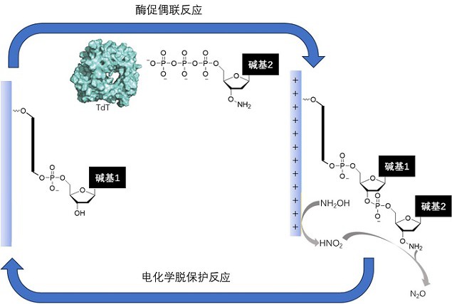 一種酶促脫氧核糖核酸單鏈合成中電化學(xué)控制脫保護(hù)的方法及其應(yīng)用與流程