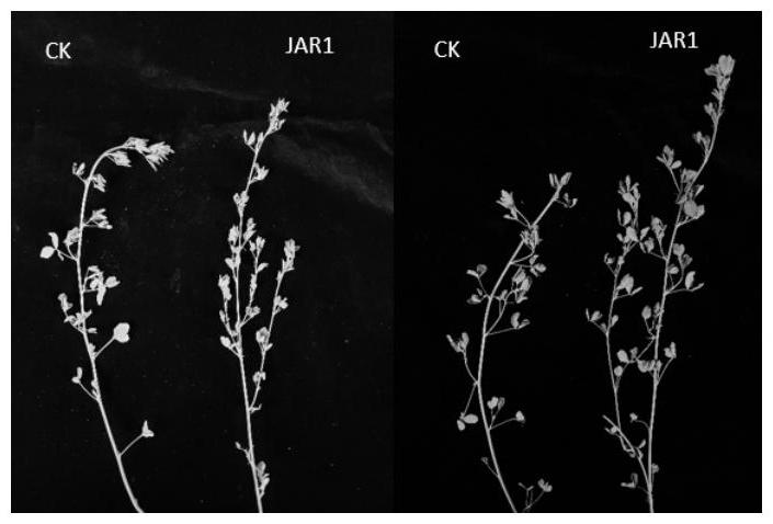 紫花苜蓿MsJAR1基因及其在提高植物側(cè)枝數(shù)量中的應(yīng)用