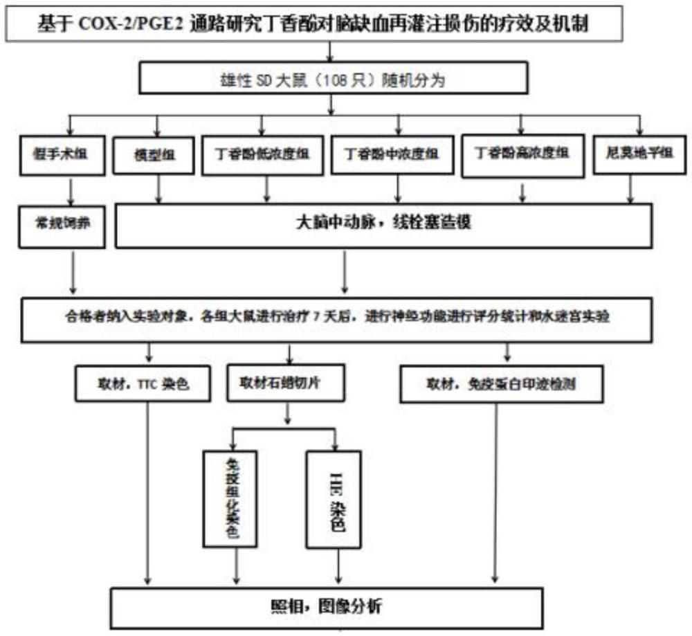 丁香酚在制備治療腦缺血再灌注損傷藥物中的應用