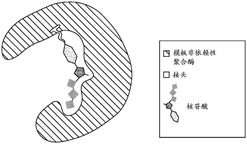 多核苷酸合成的方法與流程