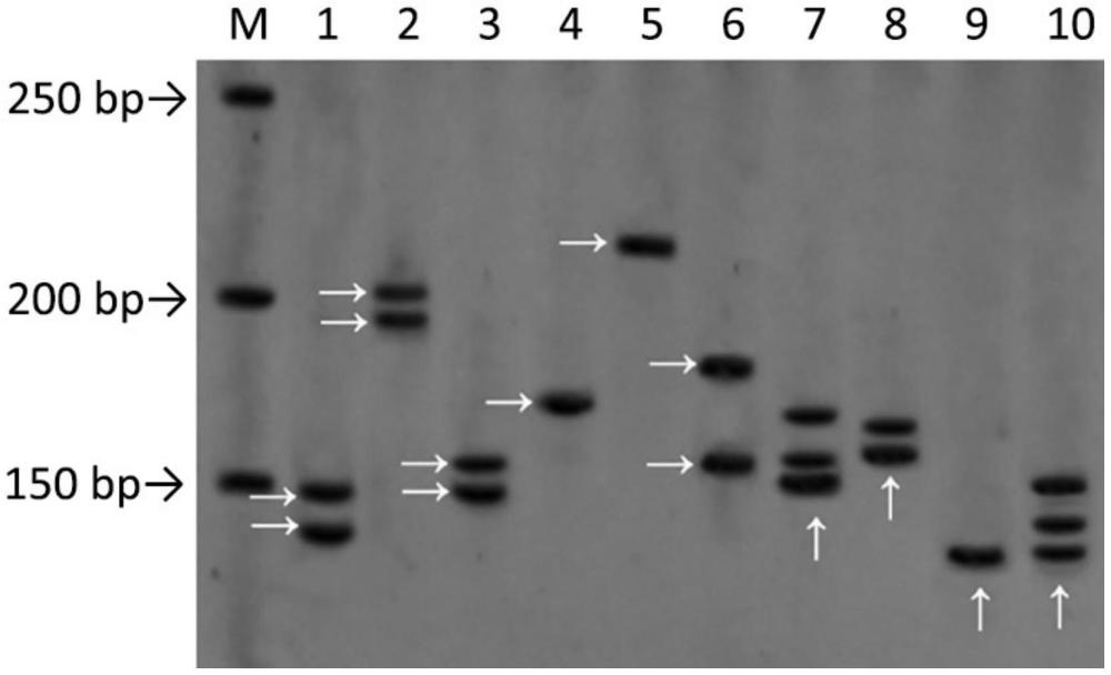 一種巨大側(cè)耳PG46菌種的SSR標(biāo)記指紋圖譜及其構(gòu)建方法與應(yīng)用