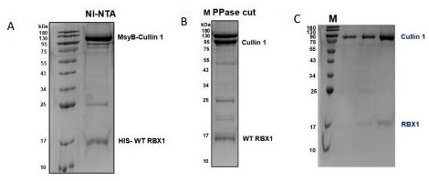 原核表達(dá)高效獲取Cullin1-Rbx1 E3連接酶復(fù)合物的方法