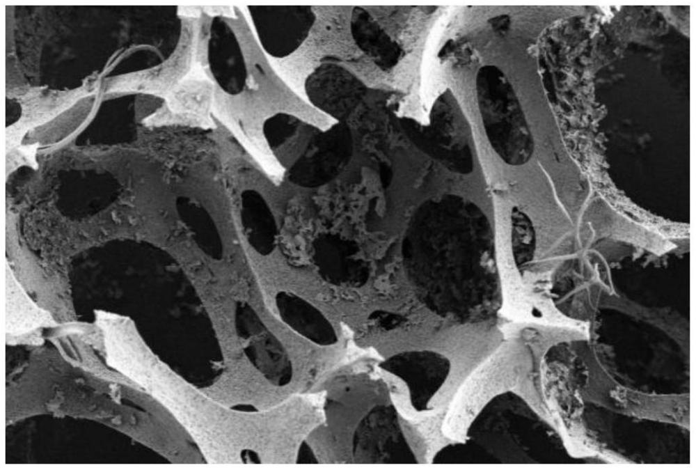 一種BMO@sponge生物材料及其制備方法與應(yīng)用