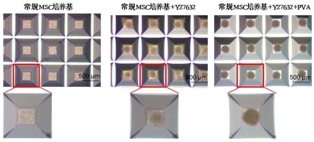 一種促進犬間充質干細胞三維聚集體形成的培養(yǎng)基及三維動態(tài)擴增方法