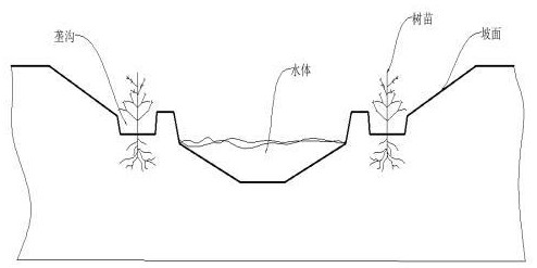 一種鹽堿地排水溝植物固坡方法與流程