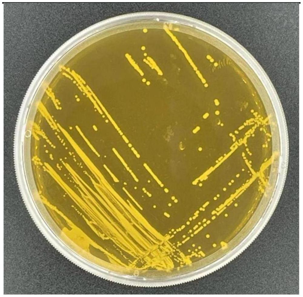 一種具有抗炎和分泌5-HT功能的戊糖片球菌菌株A20001及其衍生產(chǎn)品和應(yīng)用的制作方法