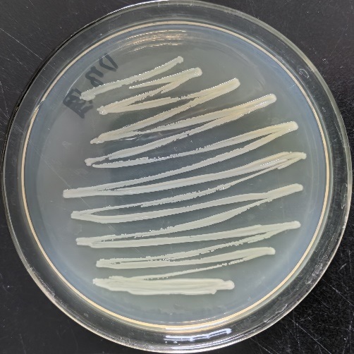 一種勞倫斯河口假單胞菌D13及其應用的制作方法