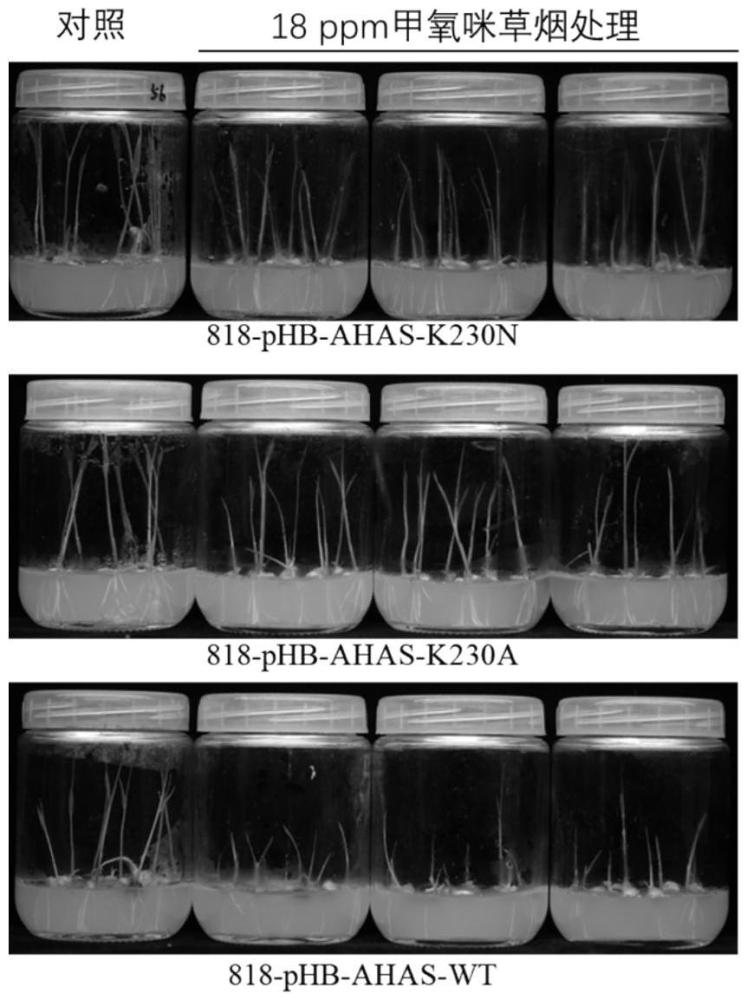 一種AHAS突變型基因及其蛋白和其在育種中的應用